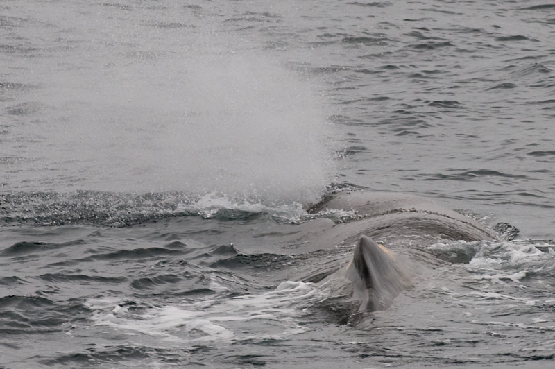 64 Kaskelotti 15.jpg - Kaskelotti on ISO nisakas